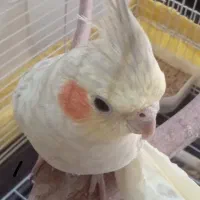 پرنده