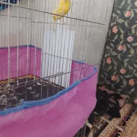 قناری نر لیموی