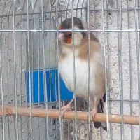 سهره کرمانی سهره چهارگل  مست شلاقی روانی