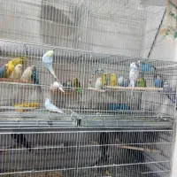 خرید انواع پرنده|پرنده|مهریز, |دیوار