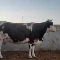 گاو سیمینتال با گوساله