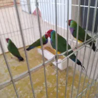 فنچ گلدین