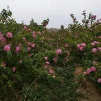 فروش گلاب و عرقیجات گیاهی درجه یک