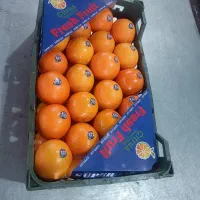 تامین میوه وصیفی جات|خدمات پذیرایی، مراسم|تهران, میدان میوه و ترهبار مرکزی|دیوار