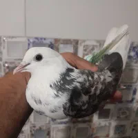 کبوتر