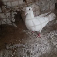 کبوتر