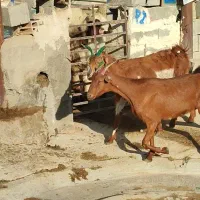 بز زاییده|حیوانات مزرعه|بهبهان, |دیوار