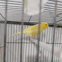 برزیلی اوپال و قناری|پرنده|الوند, |دیوار