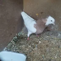 کفتر|پرنده|اسفراین, |دیوار