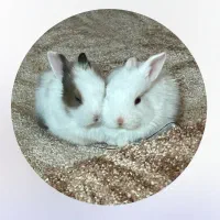 دو عدد خرگوش چهار ماهه