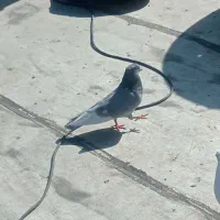 کبوتر|پرنده|مرند, |دیوار