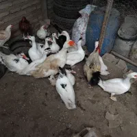 غاز و اردک محلی|حیوانات مزرعه|ساری, |دیوار