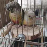 گیرینچیک های دستی|پرنده|ری, ولی آباد|دیوار