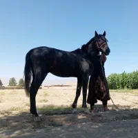 اسبهای یورقه با گوسفند یا بز معاوضه میکنم|اسب و تجهیزات اسبسواری|مشهد, دانشجو|دیوار