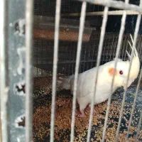 نر ماده فقط 1200بشرت