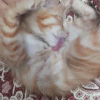 گربه با نمک نارنجی