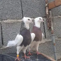 کلفه بدون اشکال