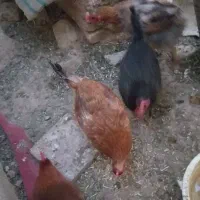سه مرغ و یه خروس به فروش میرسه