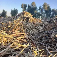 خرید چوب اکالیپتوس با بالاترین قیمت|خدمات باغبانی و درختکاری|رامهرمز, |دیوار