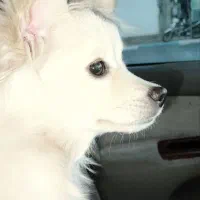 سگ پامر گمشده|حیوانات|سیرجان, |دیوار