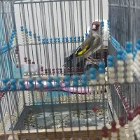 سهره نر مست