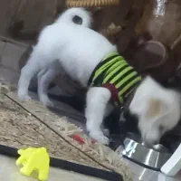 اشپیتز قیمت 5فوری|سگ|کهریزک, |دیوار