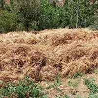 فروش یونجه و علف
