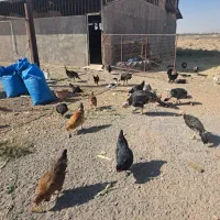 مرغ و خروس رسمی|حیوانات مزرعه|قم, پردیسان|دیوار
