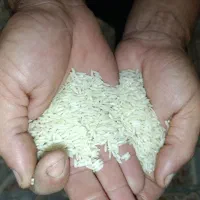 برنج طارم امرالهی کشت دوم اعلا