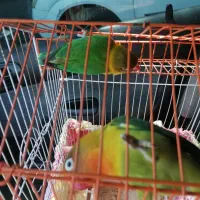 فروش یه جفت کوتوله برزیلی|پرنده|سپیدان, |دیوار