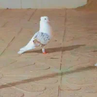 کبوتر