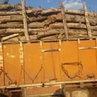 خرید چوب مرکبات و گز و بید و..