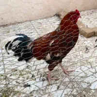 خروس ۸ ماهه جوان