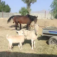 اسب نریون وکره یکساله