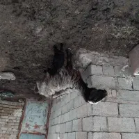 گوسفند بابره