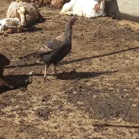 بوقلمون نروماده