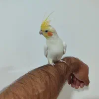 عروس هلندی سخنگو