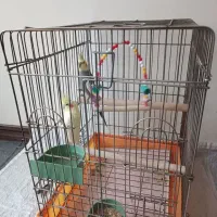 فروش عروس هلندی