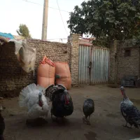 بوقلمون محلی اصل کشتار وداشتی برنز