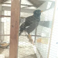 مرغ مینا سخنگو اصلی|پرنده|بیرجند, |دیوار