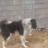 معاوضه با کبوتر