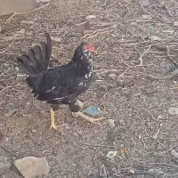 چهار عدد جوجه خروس