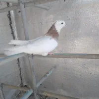 کبوتر|پرنده|پرند, فاز ۳|دیوار