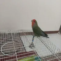 طوطی برزیلی مولد