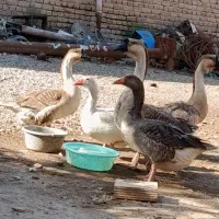 غاز و قوغاز