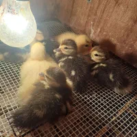 جوجه اردک اسرائیلی