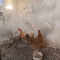 دو عد مرغ تخم گزار
