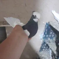 کبوتر طوقی قرمز و سیاه