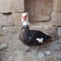اردک روسی