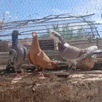 کفتر گرفتنی و بزک